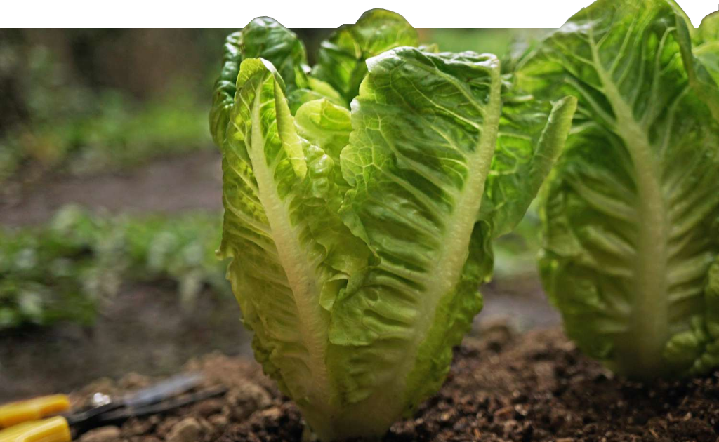 Lettuce Growing